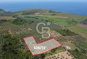 MUDANYA HALİLBEY'DE SATILIK BAKIMLI ZEYTİNLİK