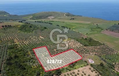 MUDANYA HALİLBEY'DE SATILIK BAKIMLI ZEYTİNLİK