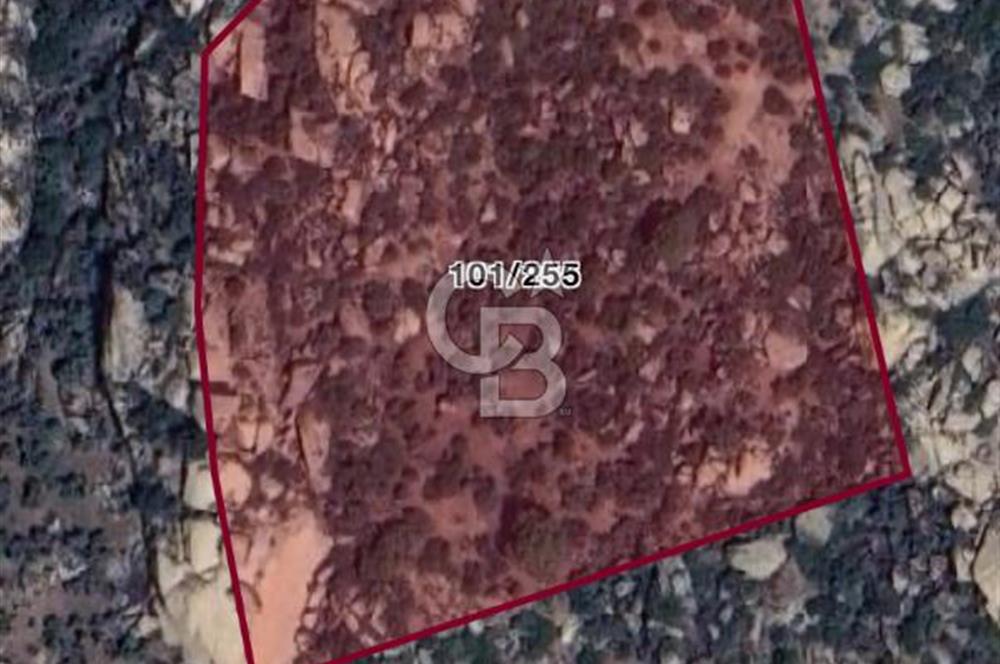 Muğla Yatağan‘da satılık 16.000 metrekare zeytinlik