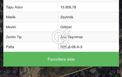 Muğla Yatağan‘da satılık 16.000 metrekare zeytinlik