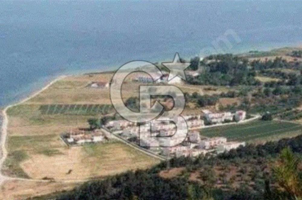 SATILIK ZEYTİNLİK TARLA GELİBOLU ILGARDERE KÖYÜ
