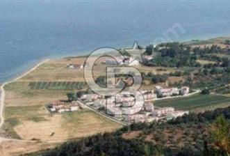 SATILIK ZEYTİNLİK TARLA GELİBOLU ILGARDERE KÖYÜ
