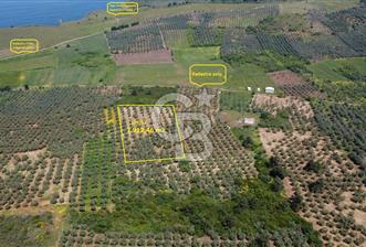 MUDANYA HALİLBEY'DE SATILIK BAKIMLI ZEYTİNLİK