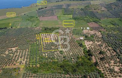 MUDANYA HALİLBEY'DE SATILIK BAKIMLI ZEYTİNLİK