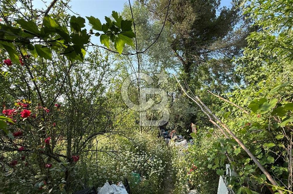 Mükemmel Yatırım Fırsatı! Çarşamba Çınarlık’ta 930,44 m² Tapulu Arsa