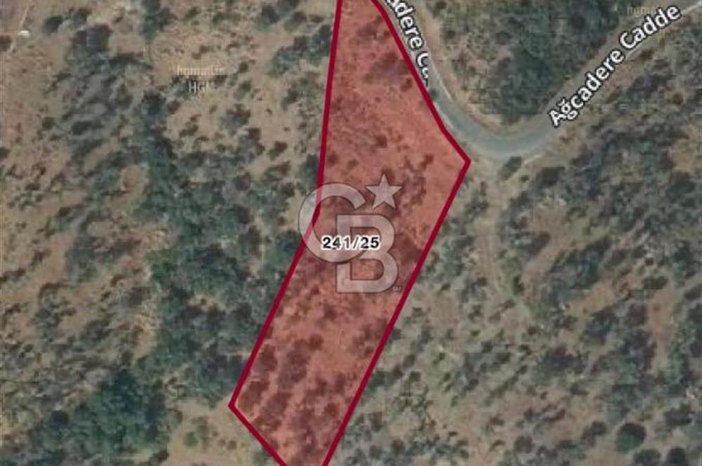 Seferihisar Orhanlı’da 3.944 m² Zeytin Ağaçlı Yatırımlık Tarla