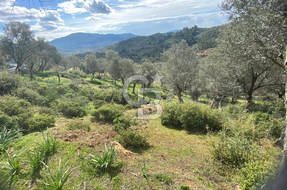 Seferihisar Orhanlı’da 3.944 m² Zeytin Ağaçlı Yatırımlık Tarla