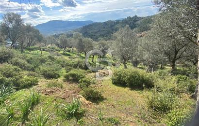 Seferihisar Orhanlı’da 3.944 m² Zeytin Ağaçlı Yatırımlık Tarla