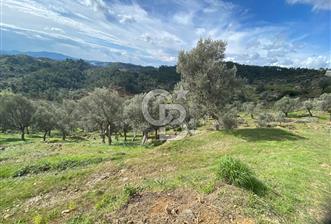 Seferihisar Orhanlı’da 3.944 m² Zeytin Ağaçlı Yatırımlık Tarla