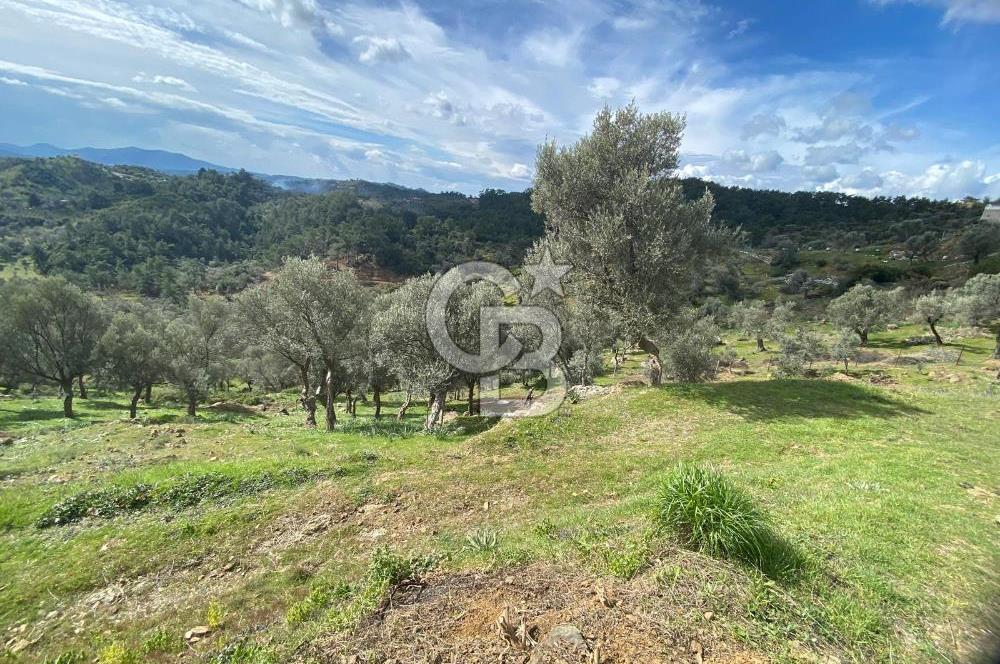 Seferihisar Orhanlı’da 3.944 m² Zeytin Ağaçlı Yatırımlık Tarla