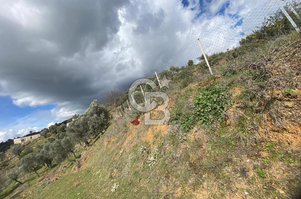 Seferihisar Orhanlı’da 3.944 m² Zeytin Ağaçlı Yatırımlık Tarla