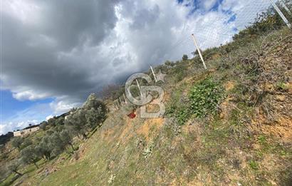 Seferihisar Orhanlı’da 3.944 m² Zeytin Ağaçlı Yatırımlık Tarla