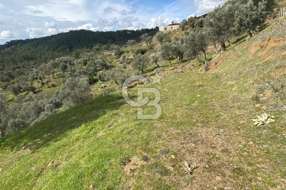 Seferihisar Orhanlı’da 3.944 m² Zeytin Ağaçlı Yatırımlık Tarla