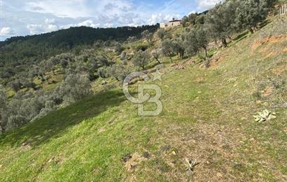 Seferihisar Orhanlı’da 3.944 m² Zeytin Ağaçlı Yatırımlık Tarla