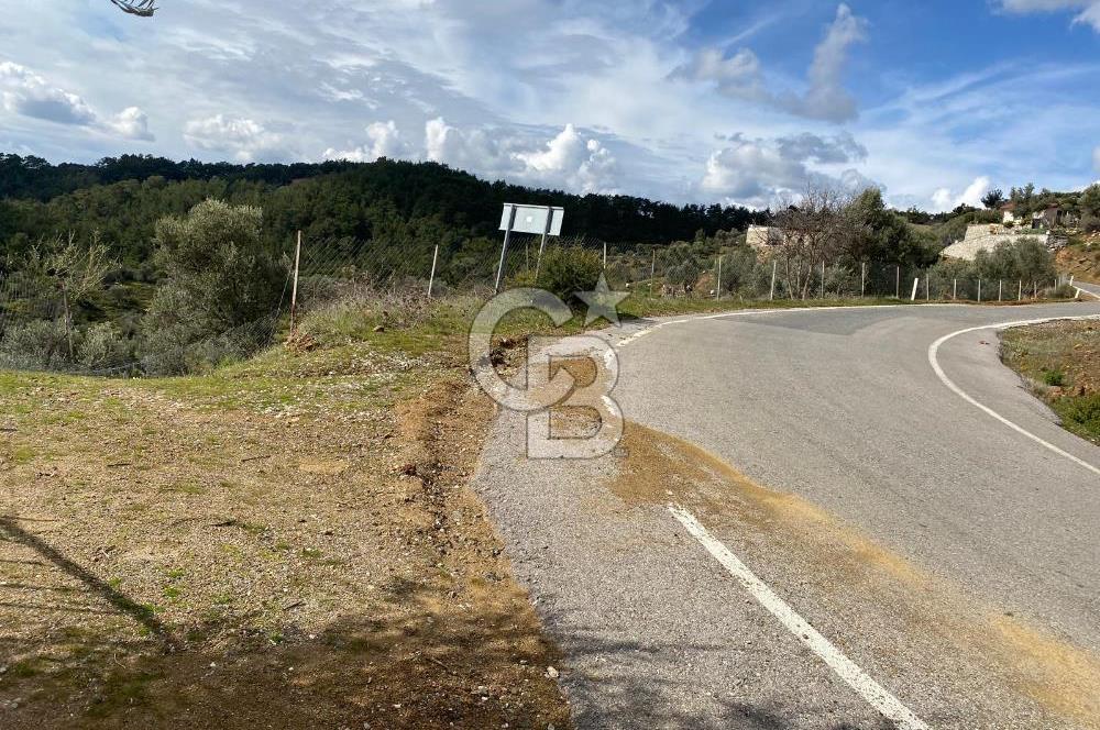Seferihisar Orhanlı’da 3.944 m² Zeytin Ağaçlı Yatırımlık Tarla