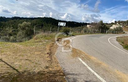 Seferihisar Orhanlı’da 3.944 m² Zeytin Ağaçlı Yatırımlık Tarla