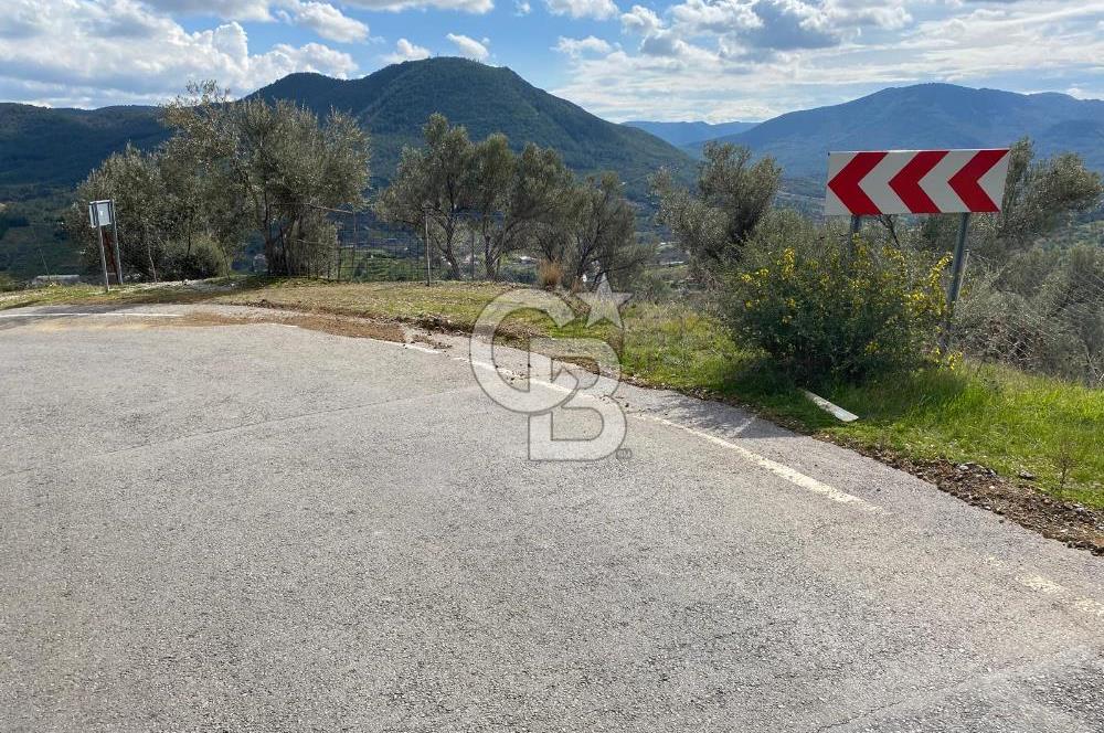 Seferihisar Orhanlı’da 3.944 m² Zeytin Ağaçlı Yatırımlık Tarla
