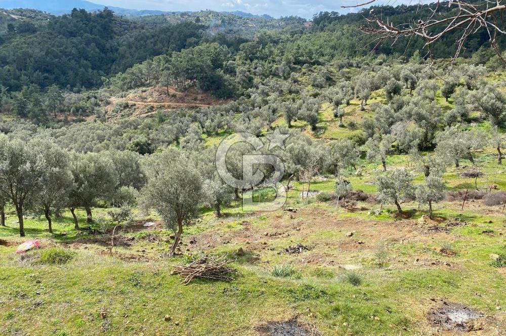 Seferihisar Orhanlı’da 3.944 m² Zeytin Ağaçlı Yatırımlık Tarla
