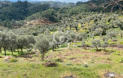 Seferihisar Orhanlı’da 3.944 m² Zeytin Ağaçlı Yatırımlık Tarla