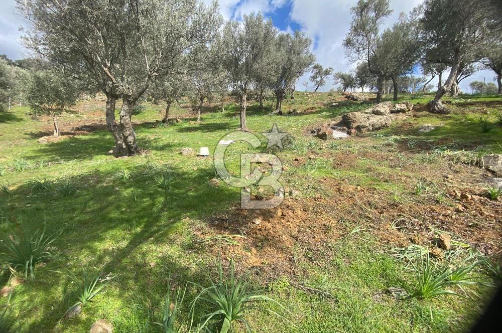 Seferihisar Orhanlı’da 3.944 m² Zeytin Ağaçlı Yatırımlık Tarla