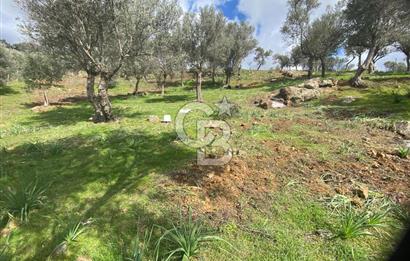 Seferihisar Orhanlı’da 3.944 m² Zeytin Ağaçlı Yatırımlık Tarla