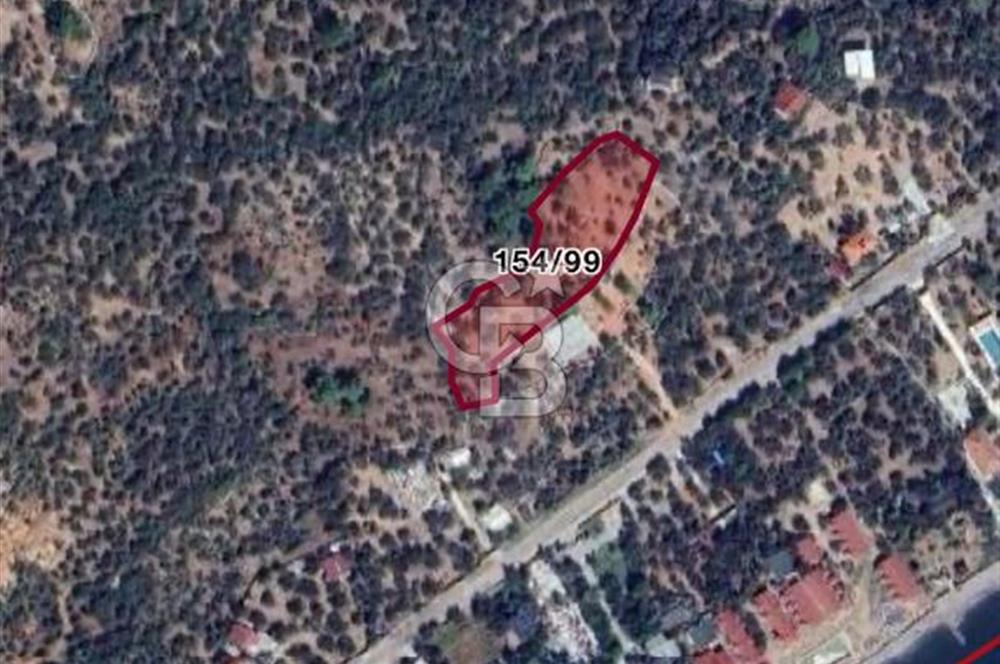 ÇANAKKALE AYVACIK SATILIK ZEYTİNLİK