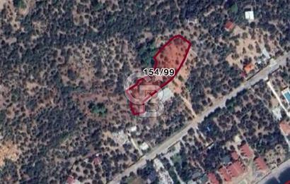 ÇANAKKALE AYVACIK SATILIK ZEYTİNLİK