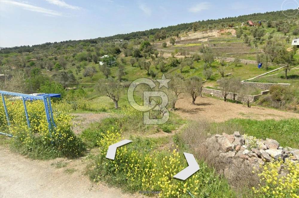 Bornova Yakaköy'de Satılık 348 m2 Zeytinlik Tarla