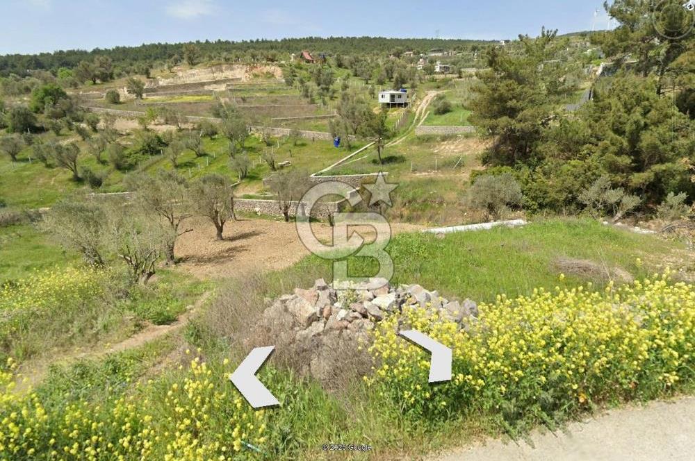 Bornova Yakaköy'de Satılık 348 m2 Zeytinlik Tarla
