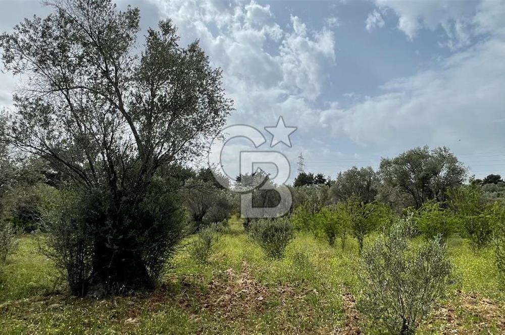 KEMALPAŞA ANSIZCA'DA KUYUCAK SINIRINDA SATILIK 7218M2 ZEYTİNLİK