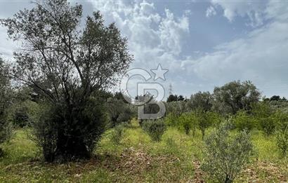 KEMALPAŞA ANSIZCA'DA KUYUCAK SINIRINDA SATILIK 7218M2 ZEYTİNLİK