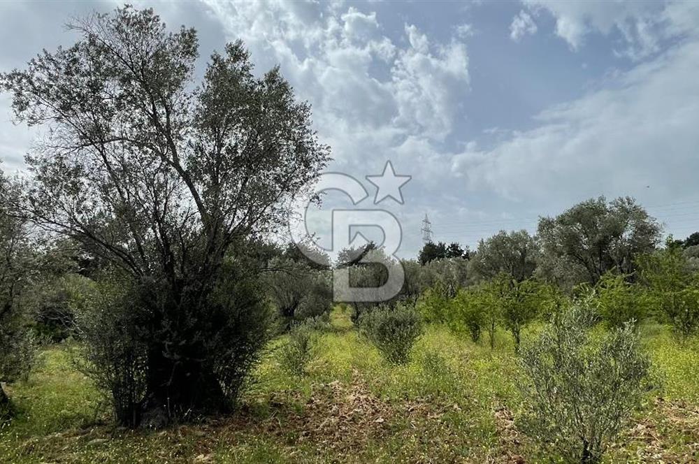 KEMALPAŞA ANSIZCA'DA KUYUCAK SINIRINDA SATILIK 7218M2 ZEYTİNLİK