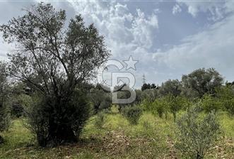 KEMALPAŞA ANSIZCA'DA KUYUCAK SINIRINDA SATILIK 7218M2 ZEYTİNLİK