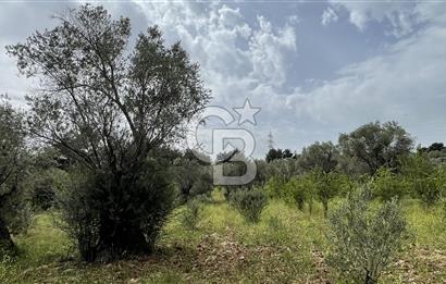 KEMALPAŞA ANSIZCA'DA KUYUCAK SINIRINDA SATILIK 7218M2 ZEYTİNLİK