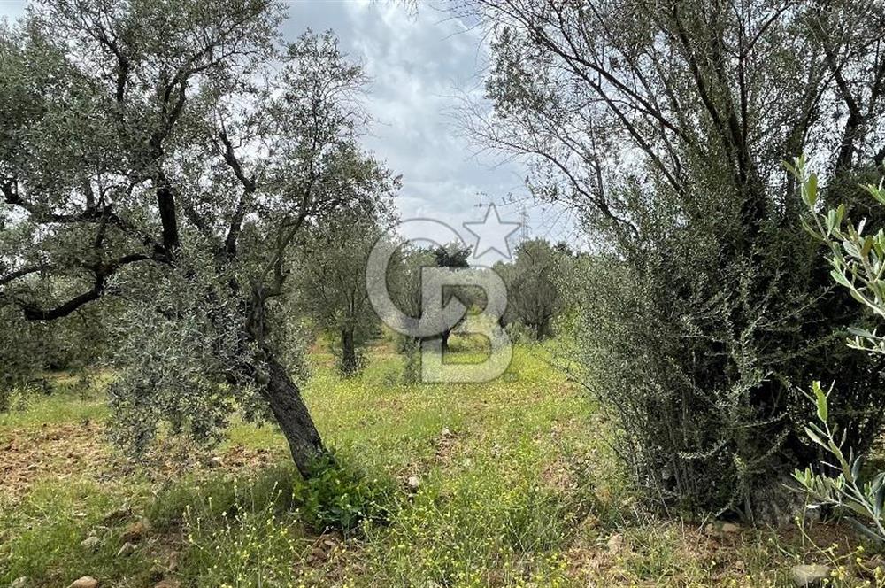 KEMALPAŞA ANSIZCA'DA KUYUCAK SINIRINDA SATILIK 7218M2 ZEYTİNLİK