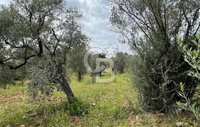 KEMALPAŞA ANSIZCA'DA KUYUCAK SINIRINDA SATILIK 7218M2 ZEYTİNLİK