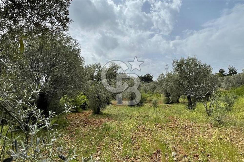 KEMALPAŞA ANSIZCA'DA KUYUCAK SINIRINDA SATILIK 7218M2 ZEYTİNLİK