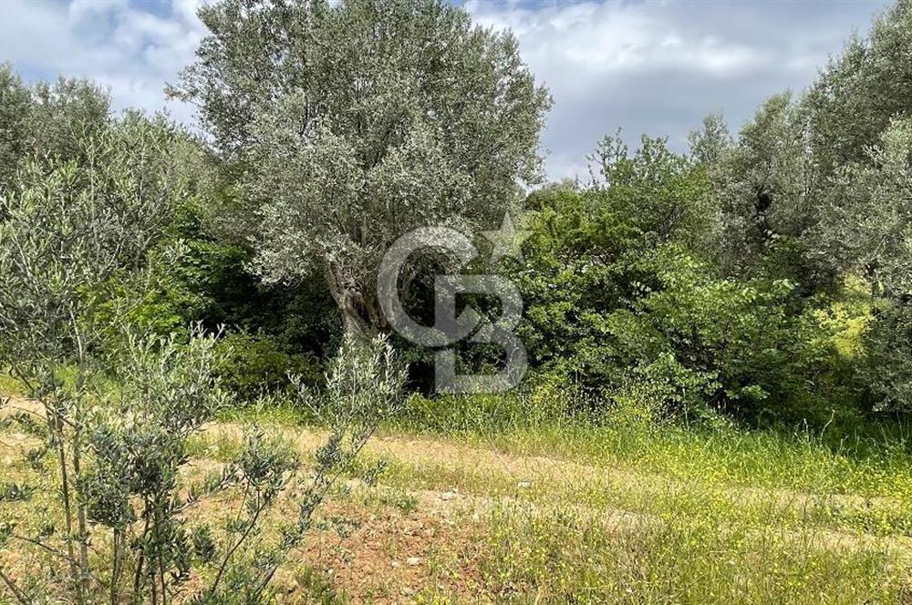 KEMALPAŞA ANSIZCA'DA KUYUCAK SINIRINDA SATILIK 7218M2 ZEYTİNLİK