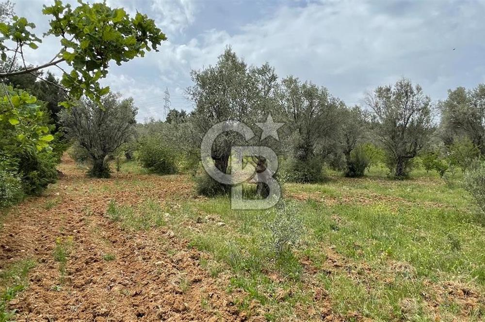 KEMALPAŞA ANSIZCA'DA KUYUCAK SINIRINDA SATILIK 7218M2 ZEYTİNLİK