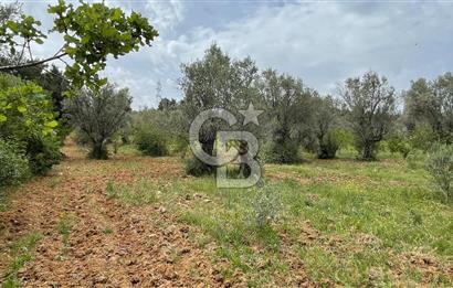 KEMALPAŞA ANSIZCA'DA KUYUCAK SINIRINDA SATILIK 7218M2 ZEYTİNLİK
