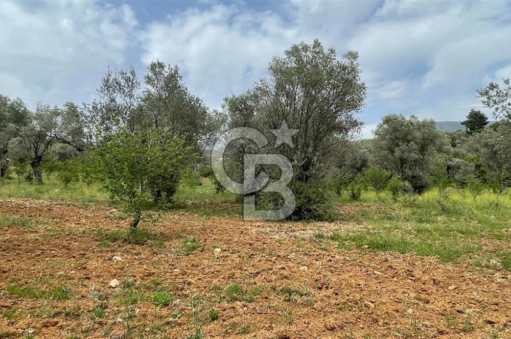 KEMALPAŞA ANSIZCA'DA KUYUCAK SINIRINDA SATILIK 7218M2 ZEYTİNLİK