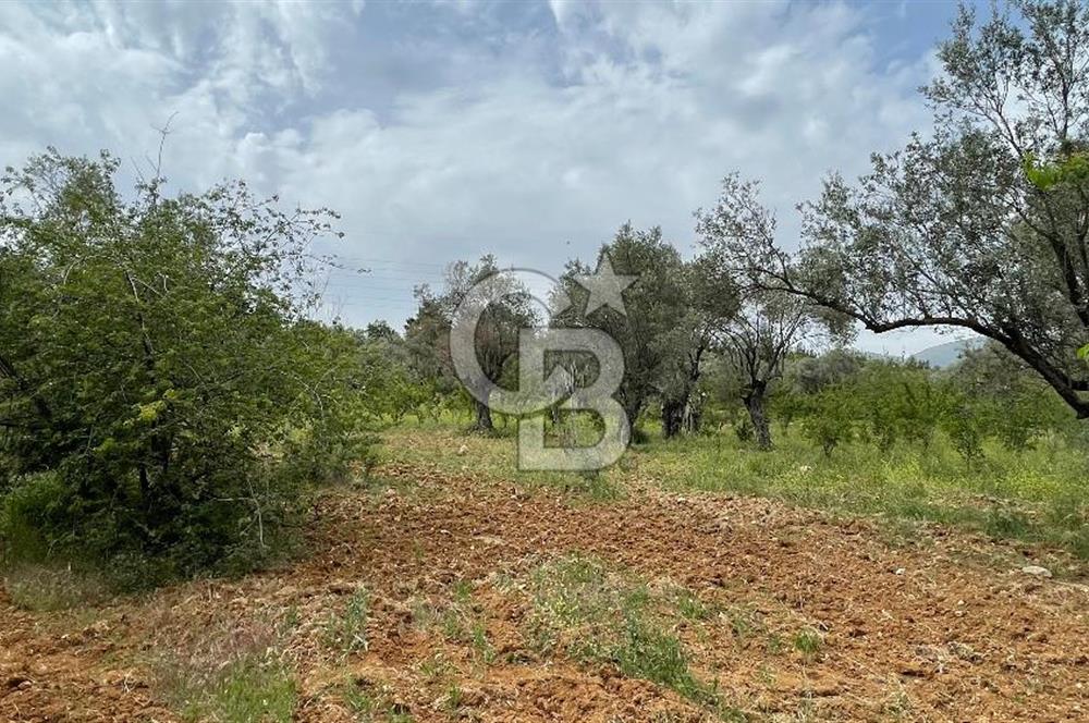 KEMALPAŞA ANSIZCA'DA KUYUCAK SINIRINDA SATILIK 7218M2 ZEYTİNLİK