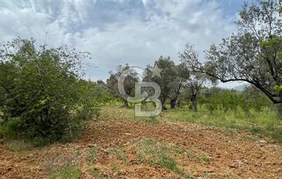 KEMALPAŞA ANSIZCA'DA KUYUCAK SINIRINDA SATILIK 7218M2 ZEYTİNLİK