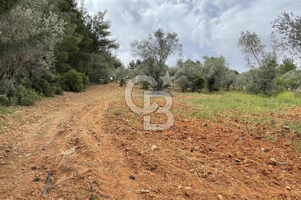 KEMALPAŞA ANSIZCA'DA KUYUCAK SINIRINDA SATILIK 7218M2 ZEYTİNLİK