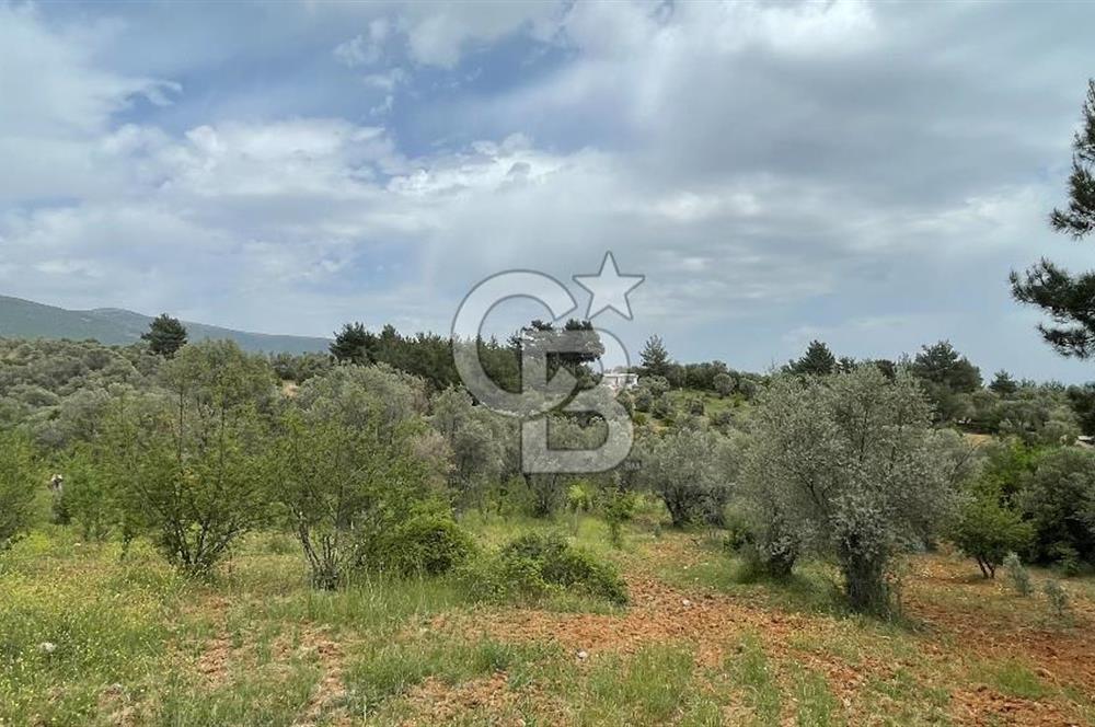 KEMALPAŞA ANSIZCA'DA KUYUCAK SINIRINDA SATILIK 7218M2 ZEYTİNLİK