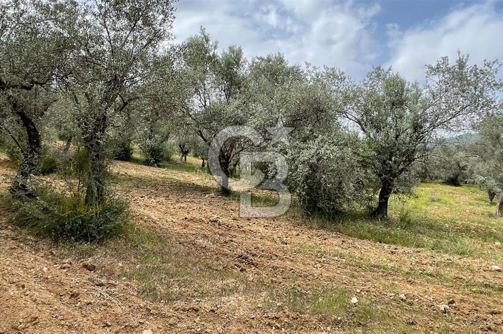 KEMALPAŞA ANSIZCA'DA KUYUCAK SINIRINDA SATILIK 7218M2 ZEYTİNLİK
