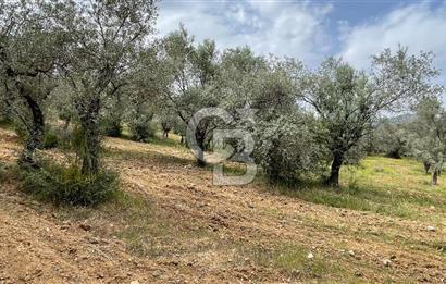 KEMALPAŞA ANSIZCA'DA KUYUCAK SINIRINDA SATILIK 7218M2 ZEYTİNLİK