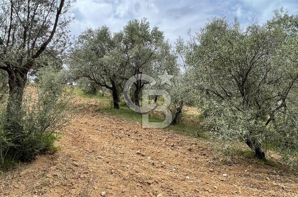 KEMALPAŞA ANSIZCA'DA KUYUCAK SINIRINDA SATILIK 7218M2 ZEYTİNLİK