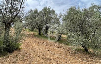 KEMALPAŞA ANSIZCA'DA KUYUCAK SINIRINDA SATILIK 7218M2 ZEYTİNLİK
