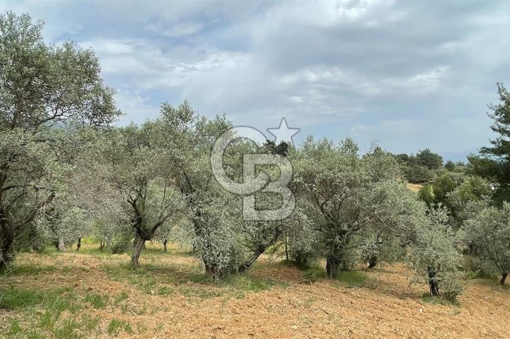 KEMALPAŞA ANSIZCA'DA KUYUCAK SINIRINDA SATILIK 7218M2 ZEYTİNLİK